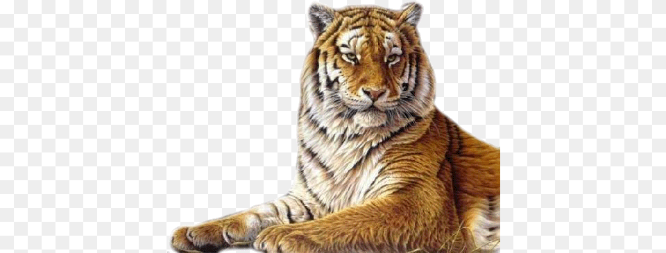 Tigre Animaux Sauvages Gif, Animal, Mammal, Tiger, Wildlife Free Transparent Png