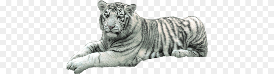 Tigre Blanc Image, Animal, Mammal, Tiger, Wildlife Png