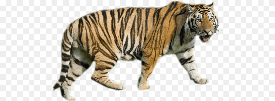 Tigre Blanc Magnifique Teg Louisiana State University, Animal, Mammal, Tiger, Wildlife Free Png Download
