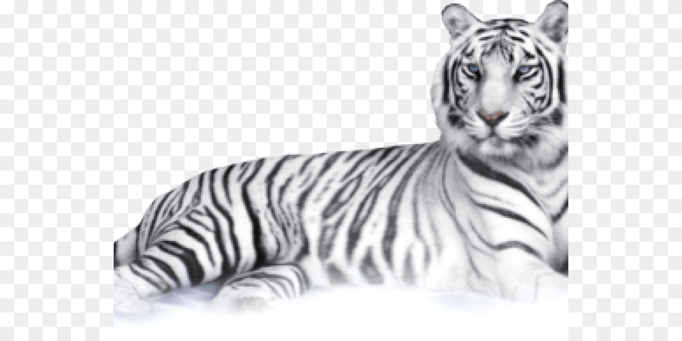 Tigre Blanco En La Nieve, Animal, Mammal, Tiger, Wildlife Png Image