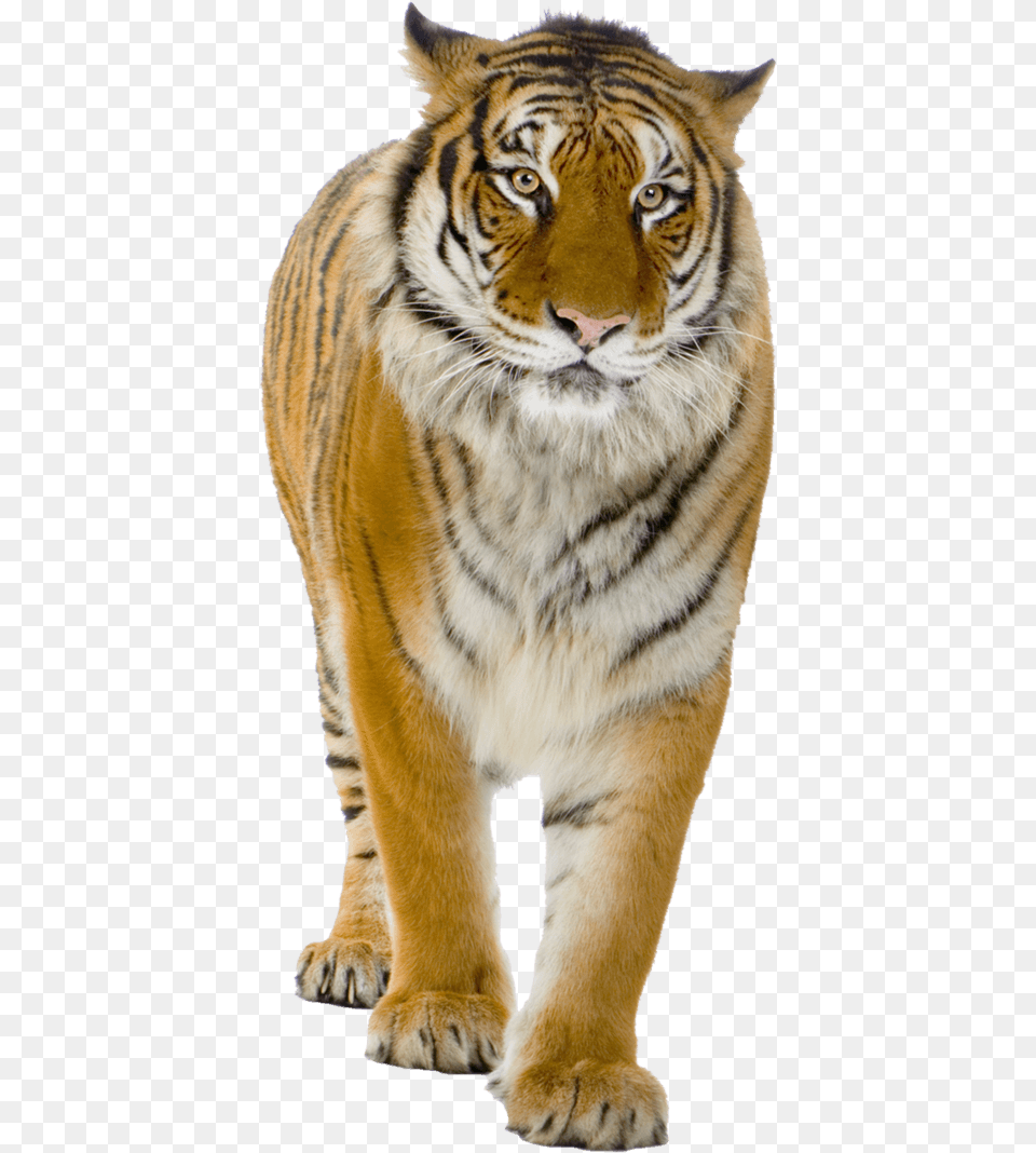 Tigre Caminando Real Tiger, Animal, Mammal, Wildlife Png Image