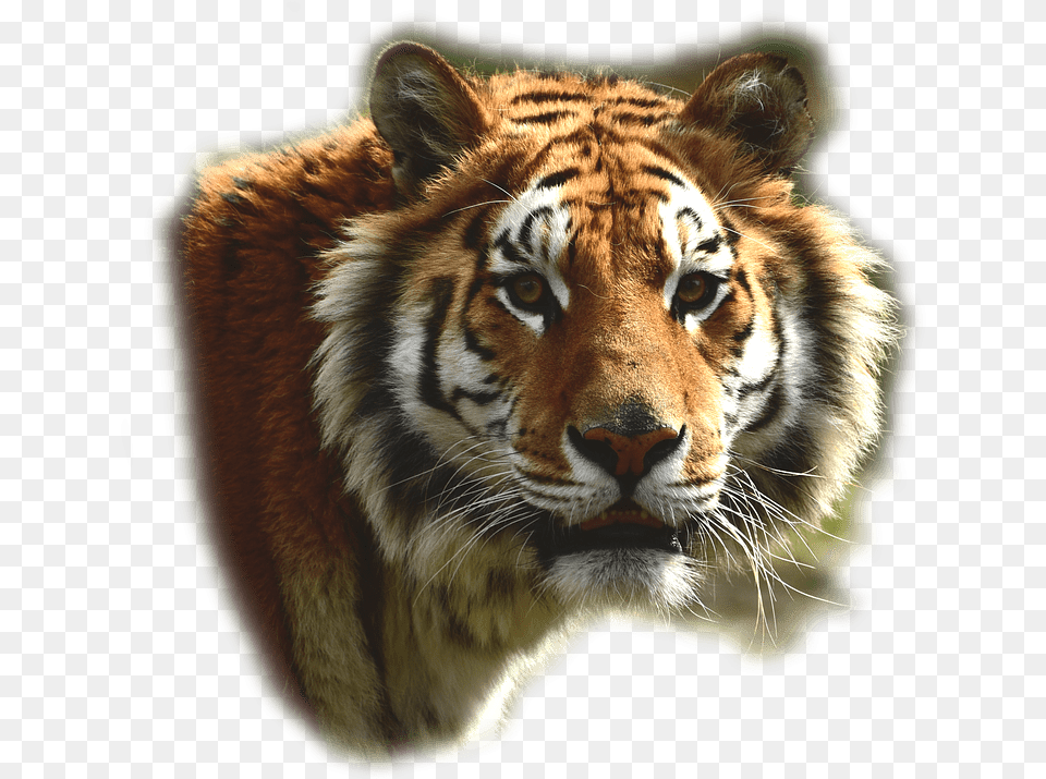 Tigre De Bengala Bengal Tiger Animal, Mammal, Wildlife Free Transparent Png