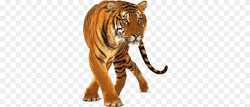 Tigre Image Tiger, Animal, Mammal, Wildlife Free Transparent Png