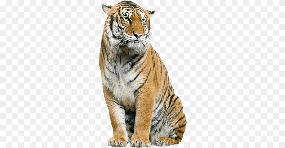 Tigre Imagenes, Animal, Mammal, Tiger, Wildlife Png Image