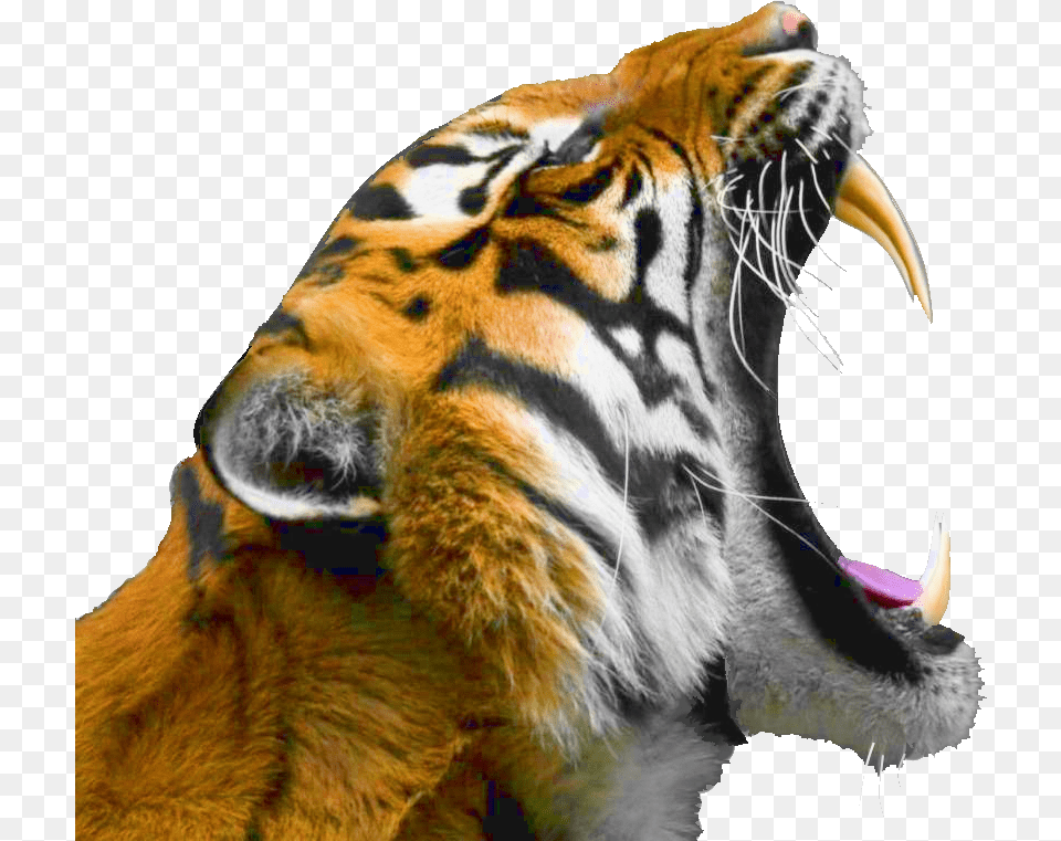 Tigre Rugissant Tigre Rugissant Profil, Animal, Mammal, Tiger, Wildlife Png