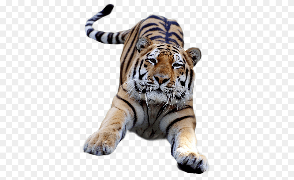 Tigre Saltando Tiger Cub Transparent Background, Animal, Mammal, Wildlife Png Image