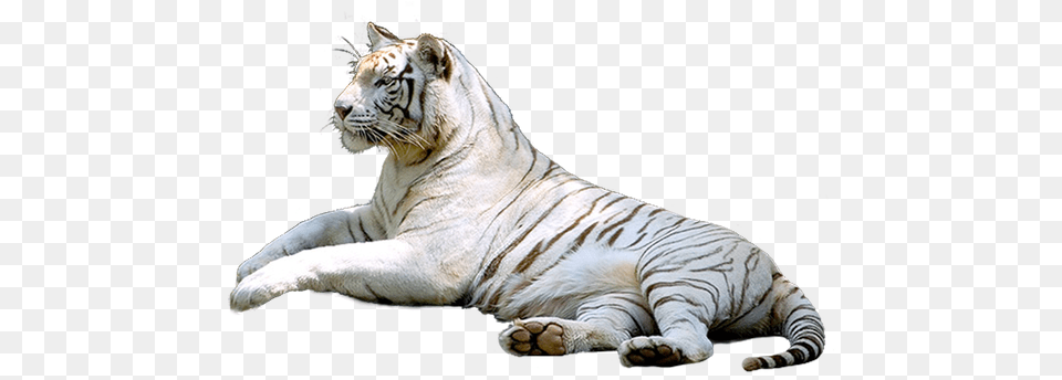 Tigre Voir Mes Tubes, Animal, Mammal, Tiger, Wildlife Free Transparent Png