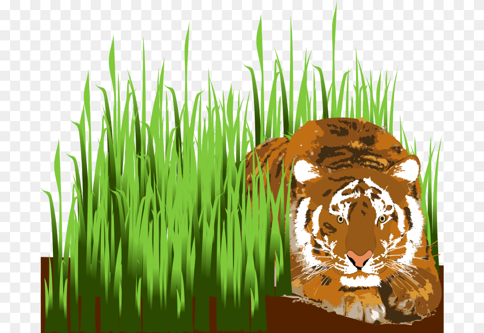 Tigredanslherbe, Grass, Plant, Animal, Mammal Free Png