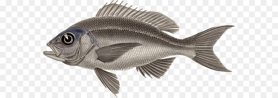 Tilapia Fauna Perch Fish Perch, Animal, Sea Life Free Png