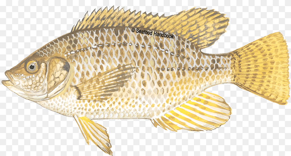 Tilapia Fish, Animal, Sea Life, Perch Png Image