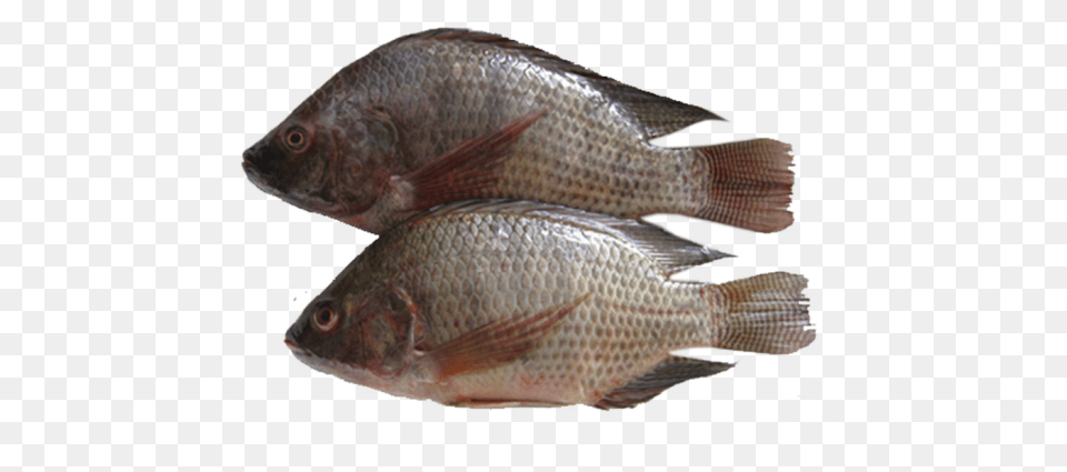 Tilapia Fish Big Tilapia De 1 Kg, Animal, Sea Life, Perch Free Transparent Png