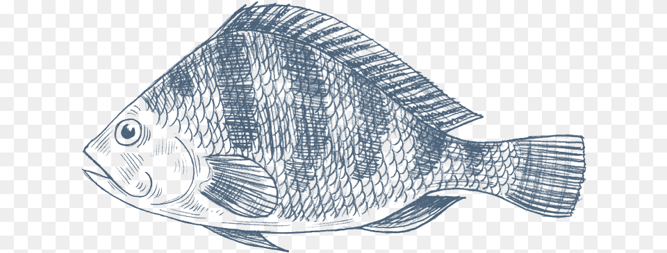 Tilapia Royalty Library Tilapia Drawing Fish, Animal, Sea Life Free Transparent Png