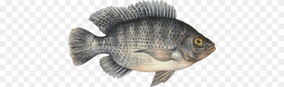 Tilapia Transparent Seafood, Animal, Fish, Sea Life, Perch Png