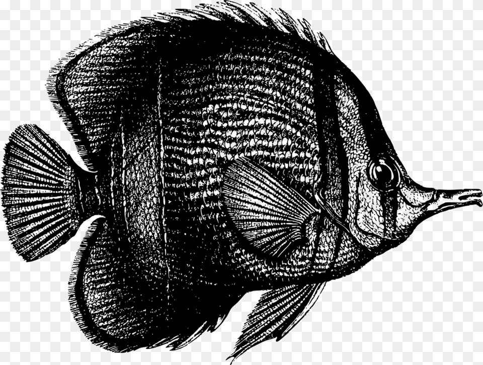 Tilapiaseafooddrawing Fish And Coral Black And White, Gray Free Png Download