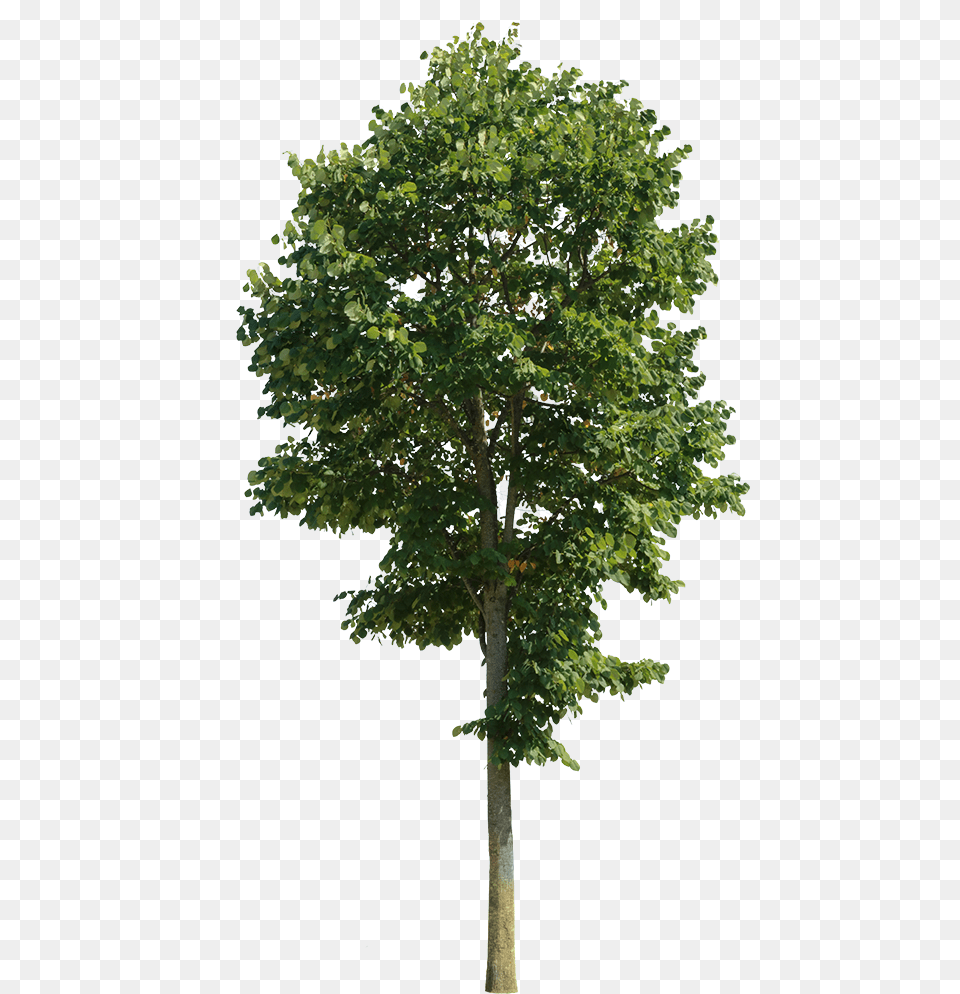 Tilia Tomentosa Cutout Trees Pngio Almond Tree, Oak, Plant, Sycamore, Tree Trunk Png Image
