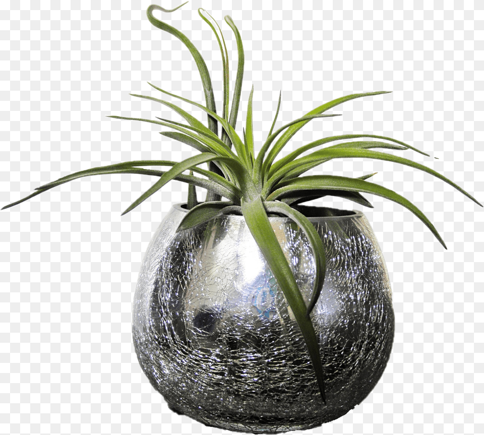 Tillandsia, Jar, Plant, Planter, Potted Plant Free Png