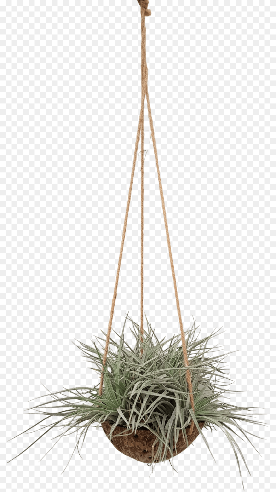 Tillandsia Coconut Grass, Chandelier, Jar, Lamp, Plant Png Image