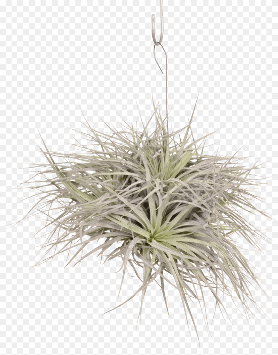 Tillandsia Silver 5 7 Cup Sweet Grass, Chandelier, Lamp, Plant Free Png Download