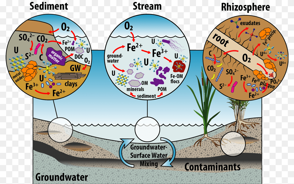 Tim Branch Riparian Wetland Circle Free Transparent Png