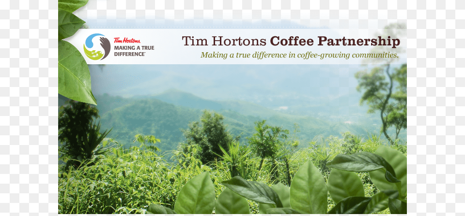 Tim Hortons Recently Launched Nutella Products, Jungle, Tree, Rainforest, Plant Png