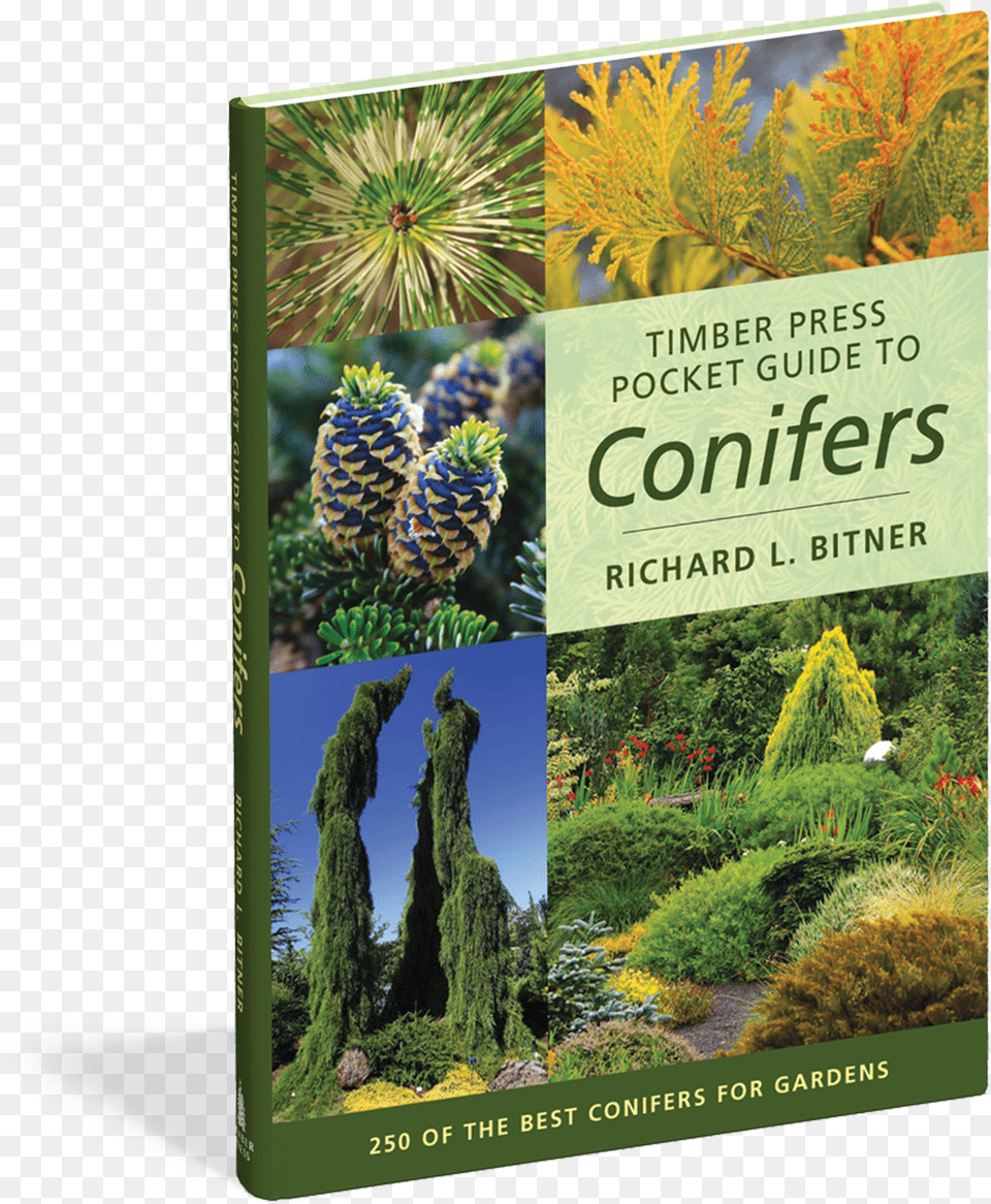 Timber Press Pocket Guide To Conifers, Conifer, Vegetation, Tree, Plant Free Png Download