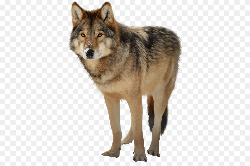 Timber Wolf Wolf Transparent, Animal, Canine, Dog, Mammal Free Png Download