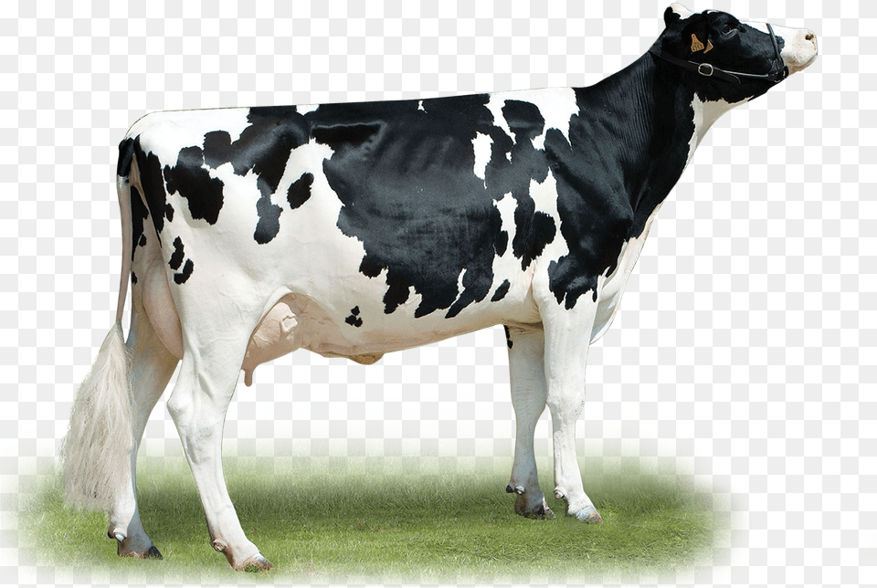 Timberland Dairy Cow, Animal, Cattle, Dairy Cow, Livestock Png Image