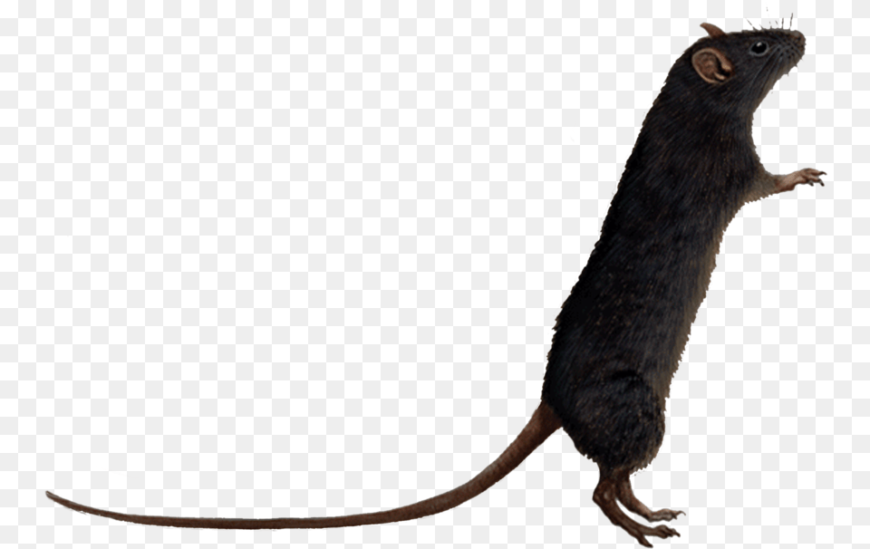 Timbs And Yankees Hat, Animal, Mammal, Rat, Rodent Png