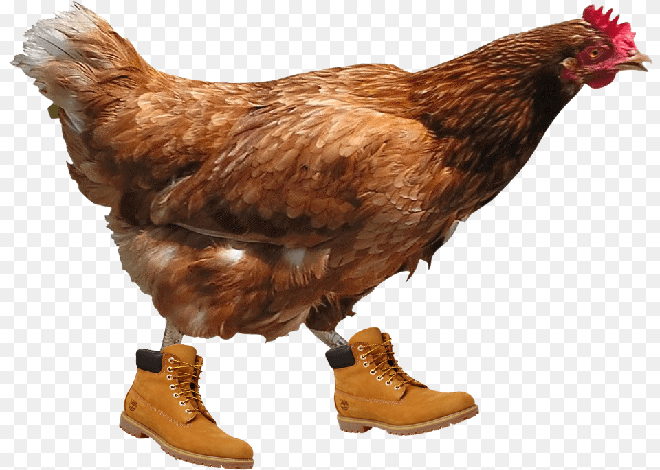 Timbs Transparent Background Hen, Animal, Bird, Chicken, Fowl Free Png Download