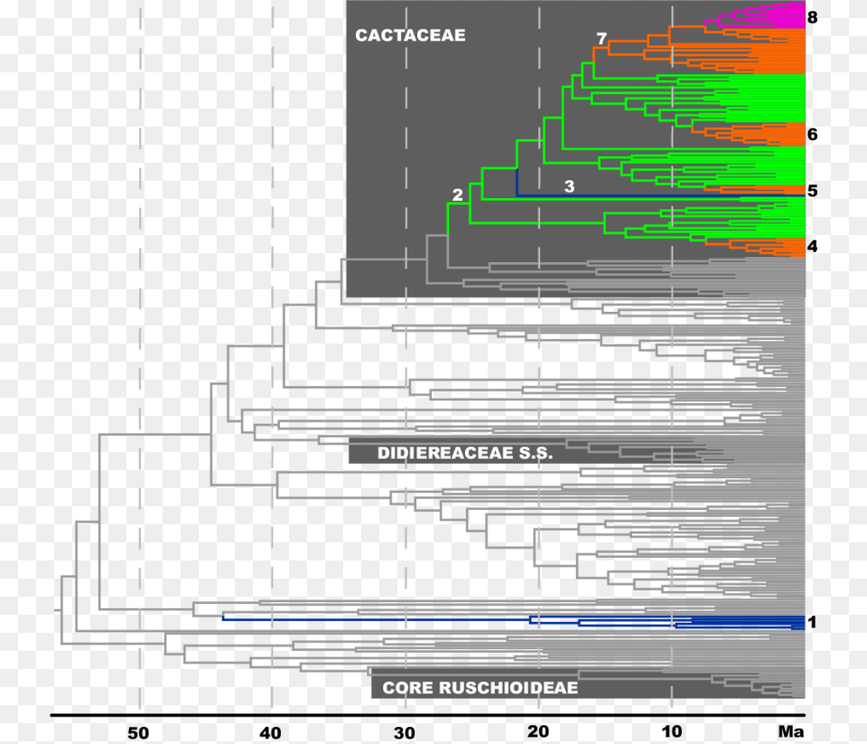Time Calibrated Phylogeny Of The Cacti And Their Relatives Diagram, Chart Free Png