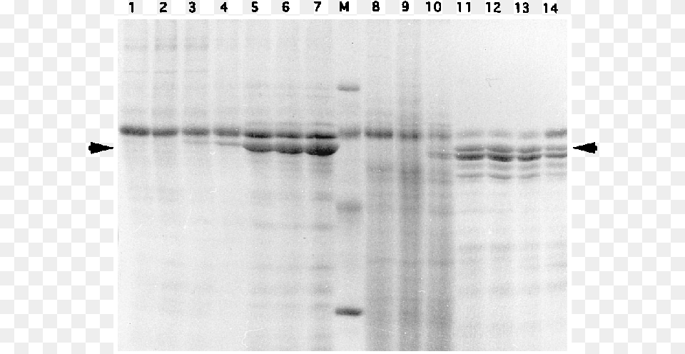 Time Course Of Expression Of The Recombinant Vp60 Protein Monochrome Png