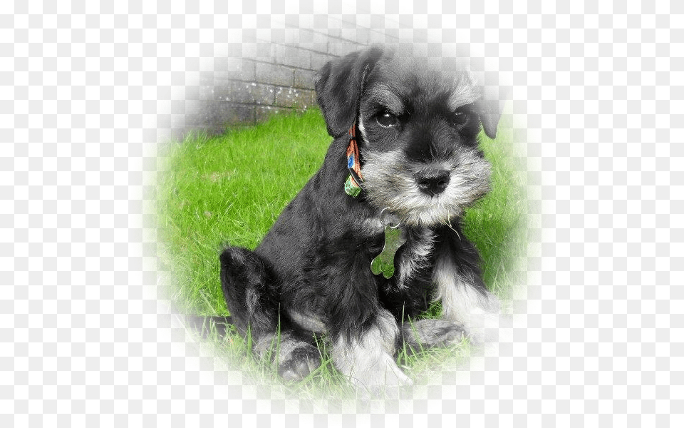 Time For A Change So Brian Now Has Pride Of Place Dog Schnauzers, Animal, Canine, Grass, Mammal Free Transparent Png