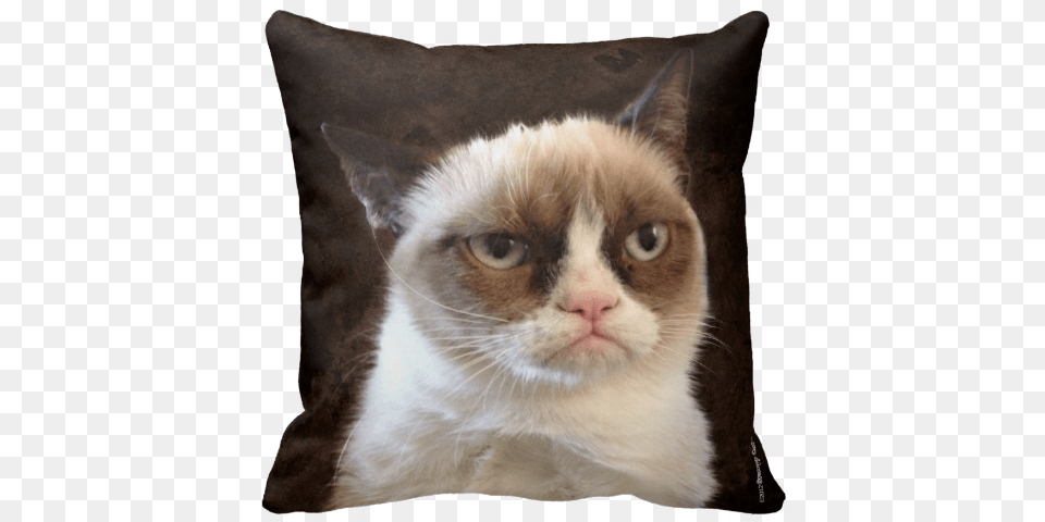 Time To Go Home From Vacation, Cushion, Home Decor, Animal, Cat Free Transparent Png