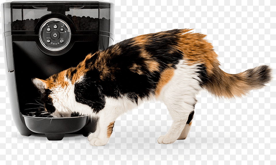 Timed Automatic Pet Feeder U0026 Food Dispenser Litter Robot Automatic Cat Feeder, Animal, Manx, Mammal, Washer Free Png Download
