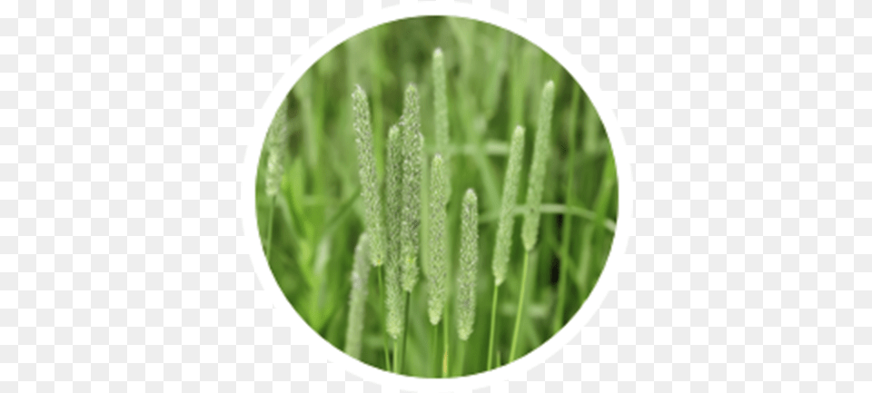 Timothy Grass, Plant, Vegetation, Agropyron, Reed Free Png Download