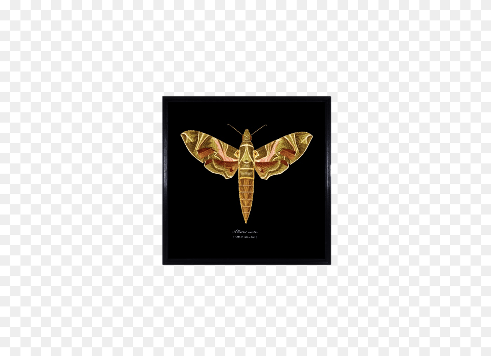 Timothy Oulton Entomology Wall Art, Animal, Insect, Invertebrate, Butterfly Png