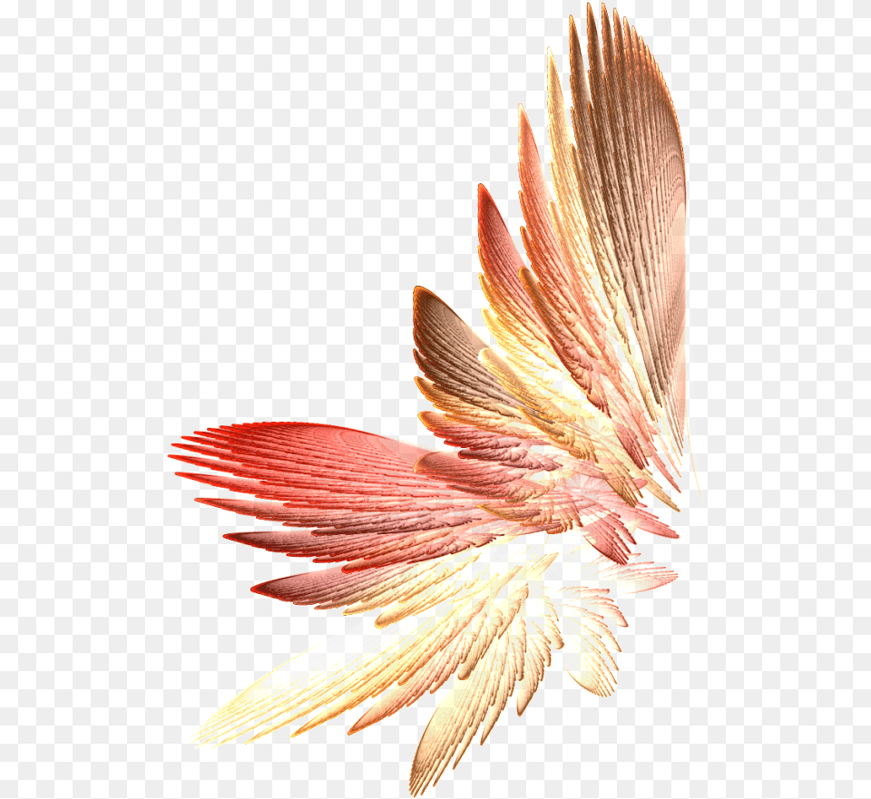 Tinkerbell Wings Flowers Wing, Pattern, Flower, Petal, Plant Png Image