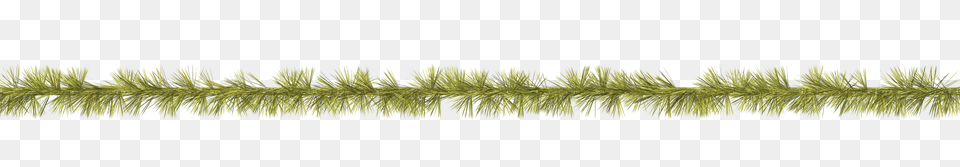 Tinsel, Grass, Moss, Plant, Tree Free Transparent Png