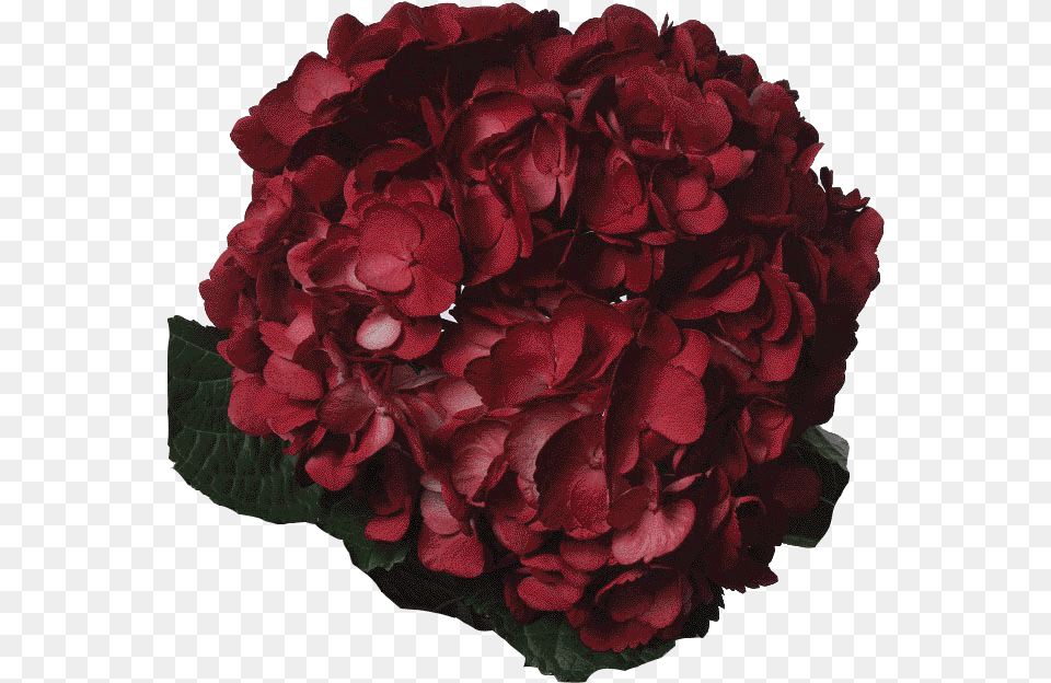 Tinted Dark Burgundy Red, Flower, Geranium, Petal, Plant Png Image