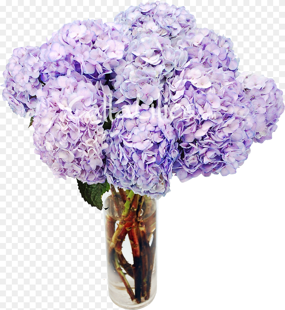 Tinted Hydrangeas Wedding Wedding Lavender Flower, Flower Arrangement, Flower Bouquet, Geranium, Plant Free Png Download