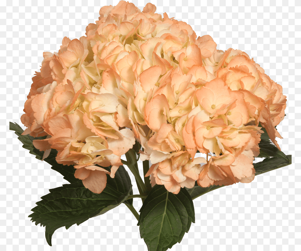 Tinted Light Orange Light Orange Flowers, Flower, Flower Arrangement, Flower Bouquet, Geranium Free Png Download