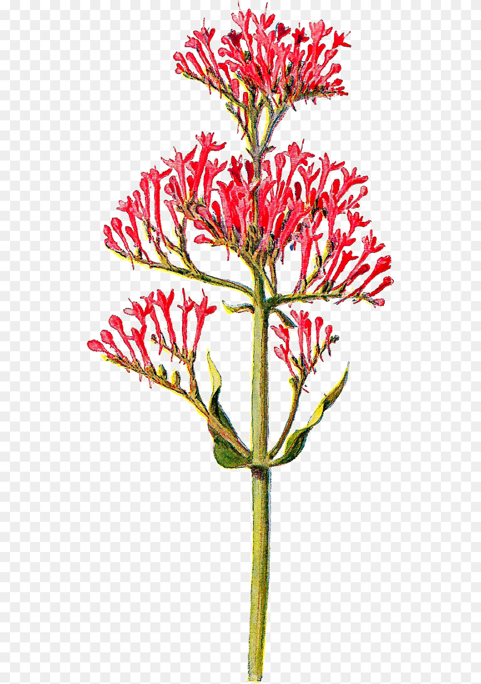 Tiny Flower Picture Royalty Centranthus Ruber, Plant, Acanthaceae Png