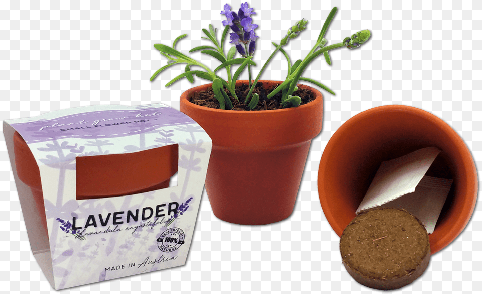 Tiny Flower Pots, Herbal, Herbs, Plant, Potted Plant Free Transparent Png
