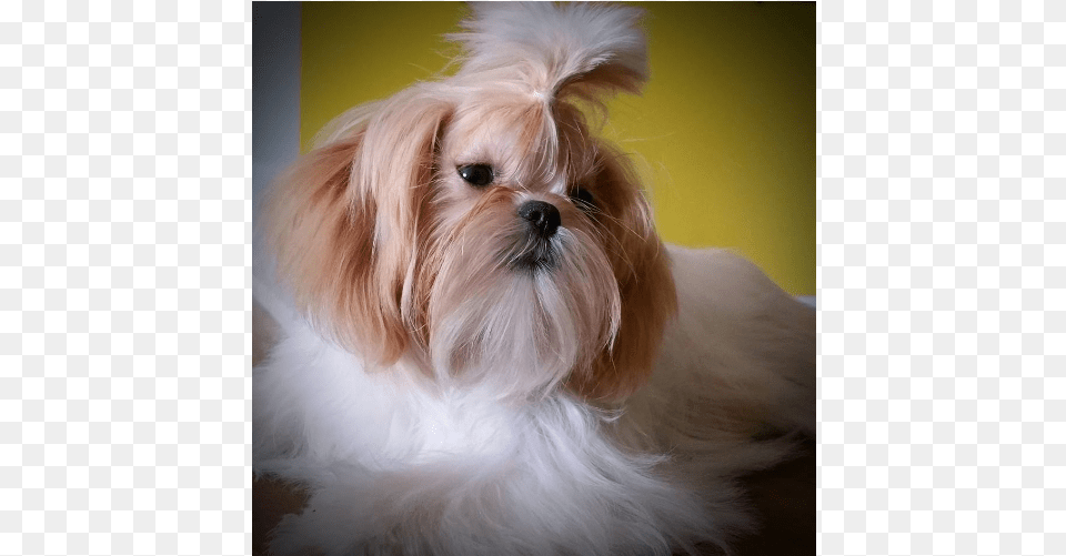 Tiny Imperial Shih Tzu39s Companion Dog, Animal, Canine, Mammal, Pet Free Transparent Png