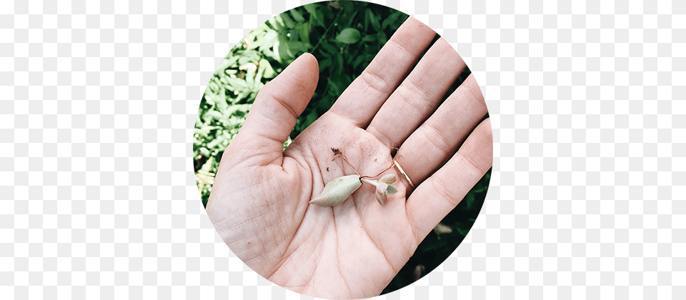 Tiny Succ Hand Cir 420 Plants, Body Part, Finger, Person Free Png Download