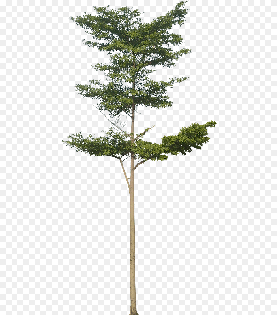 Tiny Tree, Plant, Conifer, Fir, Tree Trunk Png Image