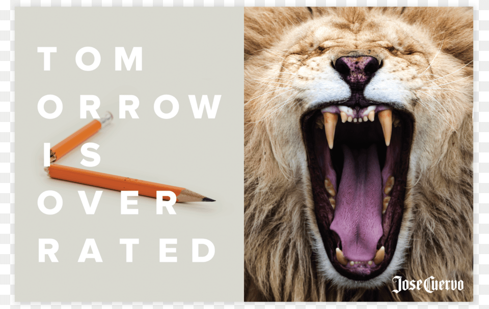 Tio Print Pencil Art, Animal, Lion, Mammal, Wildlife Free Transparent Png