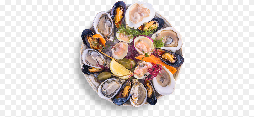 Tiostrea Chilensis, Animal, Clam, Seashell, Seafood Png