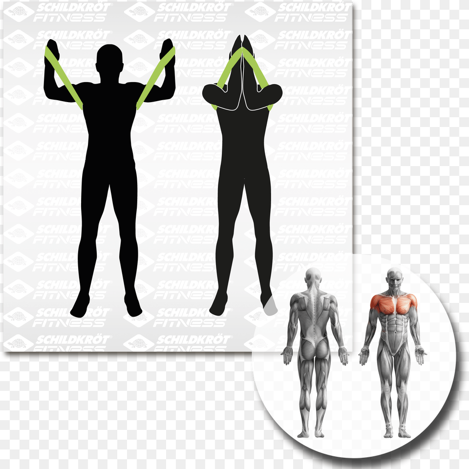 Tips Root Of The Human Body, Adult, Person, Man, Male Free Png