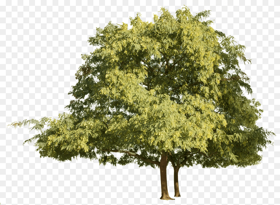 Tipuana, Tree, Sycamore, Oak, Plant Free Png
